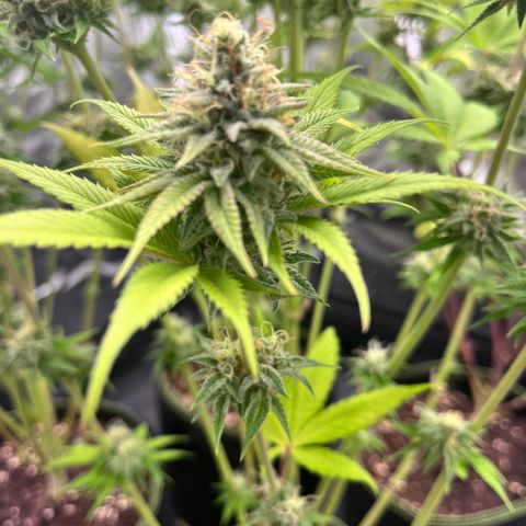 HerzOG growlog photo: 7. Blütewoche