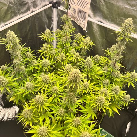 HerzOG growlog photo: 7. Blütewoche