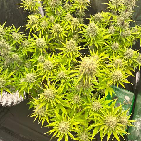 HerzOG growlog photo: 7. Blütewoche