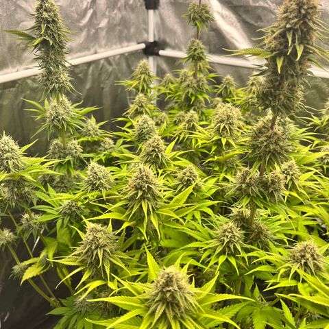 HerzOG growlog photo: 7. Blütewoche