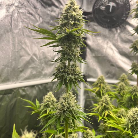 HerzOG growlog photo: 7. Blütewoche