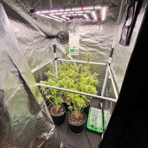 HerzOG growlog photo: 7. Blütewoche
