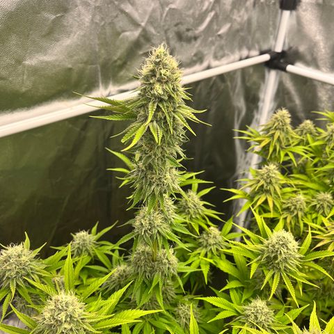 HerzOG growlog photo: 7. Blütewoche