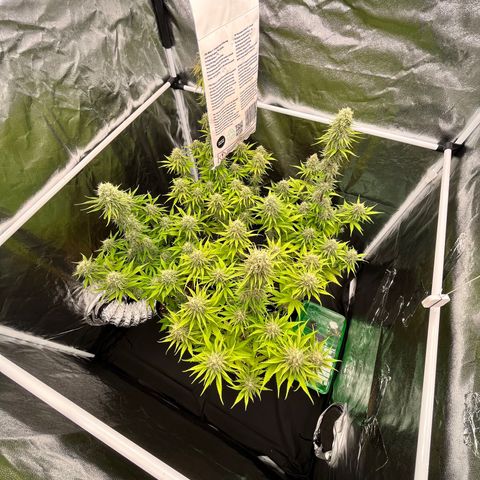 HerzOG growlog photo: 7. Blütewoche