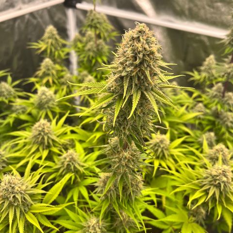 HerzOG growlog photo: 7. Blütewoche