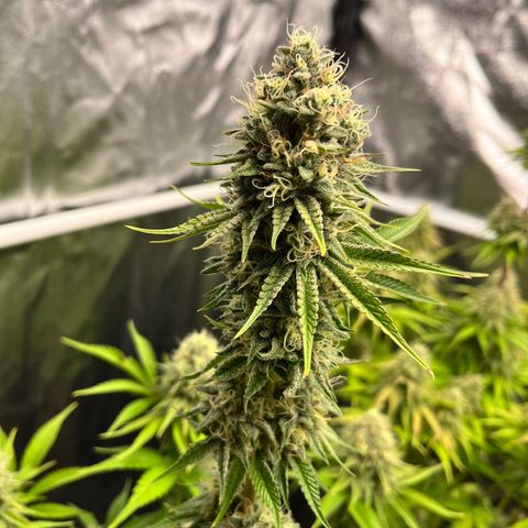 HerzOG growlog timeline photo