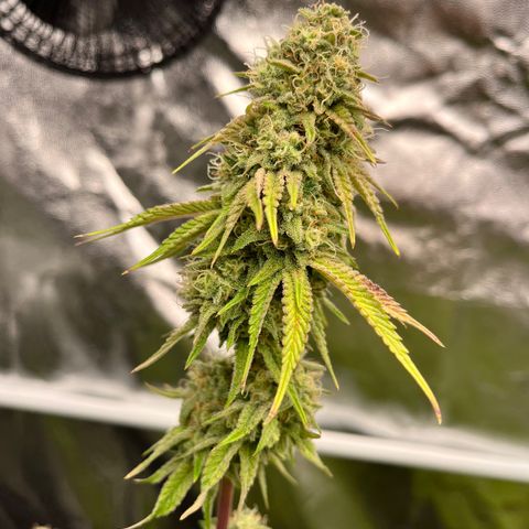HerzOG growlog timeline photo
