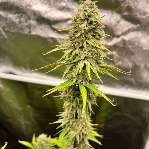 HerzOG growlog timeline photo