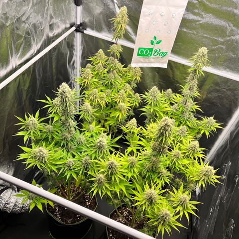 HerzOG growlog timeline photo