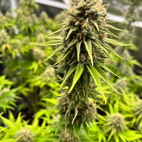 HerzOG growlog timeline photo