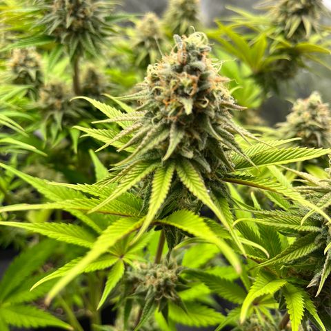 HerzOG growlog timeline photo