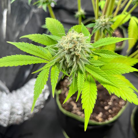 HerzOG growlog timeline photo
