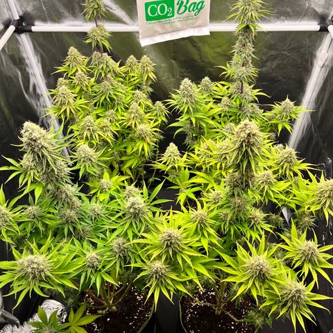 HerzOG growlog timeline photo
