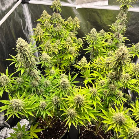 HerzOG growlog timeline photo