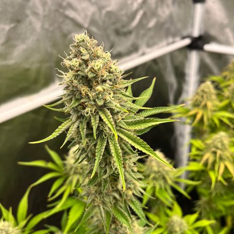 HerzOG growlog timeline photo