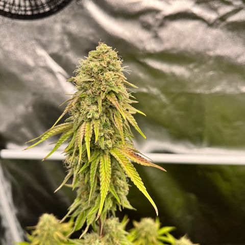 HerzOG growlog timeline photo