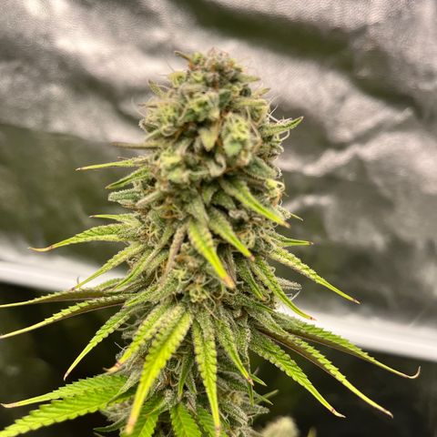 HerzOG growlog timeline photo