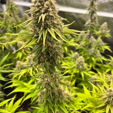 HerzOG growlog timeline photo