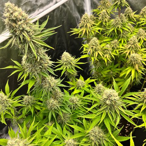 HerzOG growlog timeline photo
