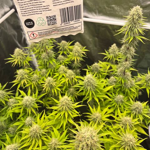 HerzOG growlog timeline photo