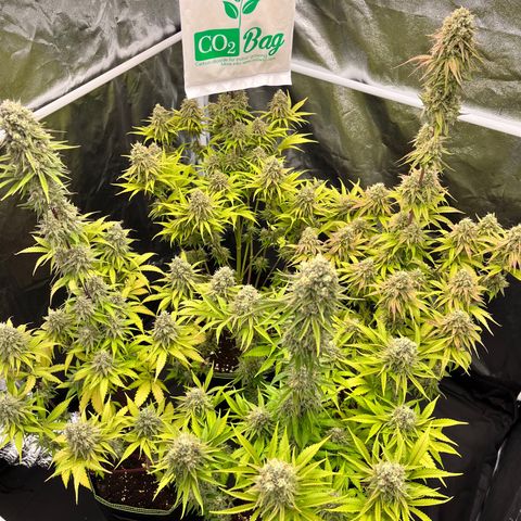 HerzOG growlog timeline photo