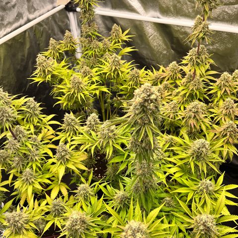 HerzOG growlog timeline photo