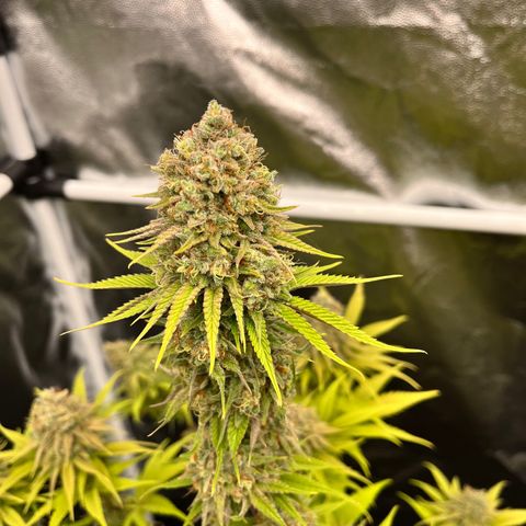 HerzOG growlog timeline photo