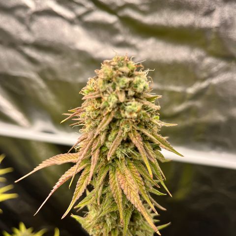 HerzOG growlog timeline photo