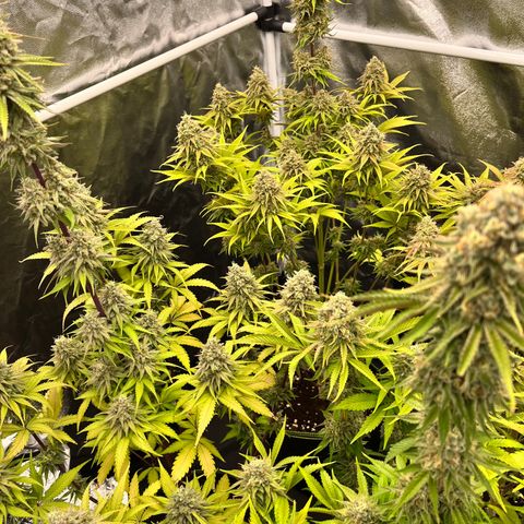 HerzOG growlog timeline photo