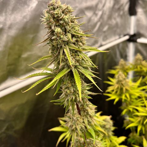 HerzOG growlog timeline photo