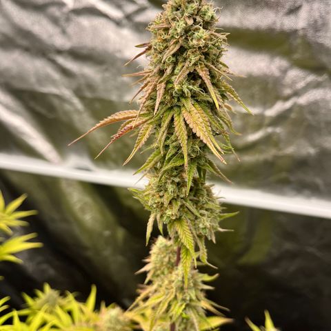 HerzOG growlog timeline photo