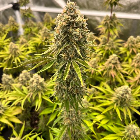HerzOG growlog timeline photo