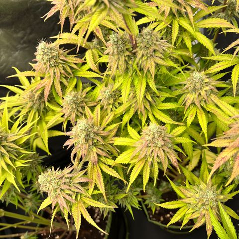 HerzOG growlog timeline photo