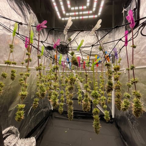 HerzOG growlog timeline photo