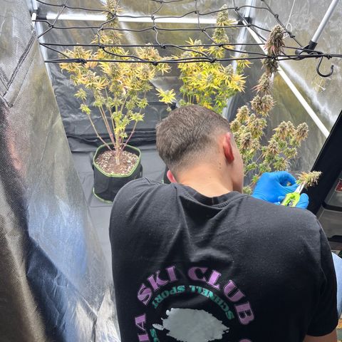 HerzOG growlog timeline photo