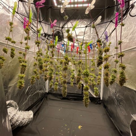 HerzOG growlog timeline photo