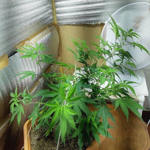 Amnesia growlog photo: LST