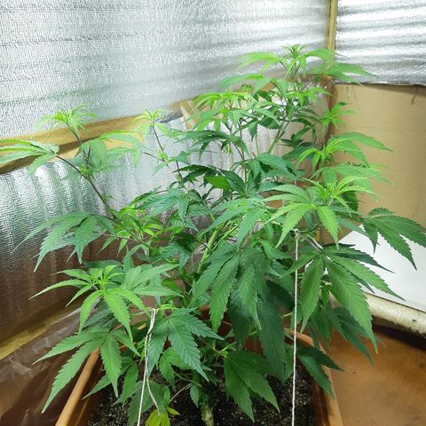 Amnesia growlog timeline photo