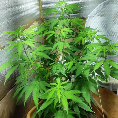 Amnesia growlog photo: Avance