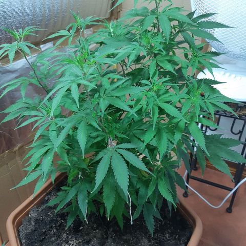 Amnesia growlog photo: Maceta final