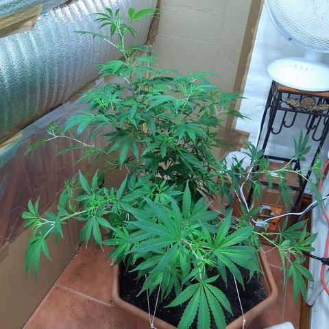 Amnesia growlog photo: Last LST