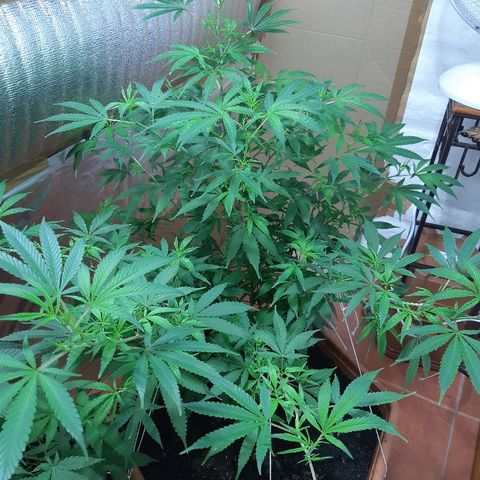 Amnesia growlog photo: Last LST