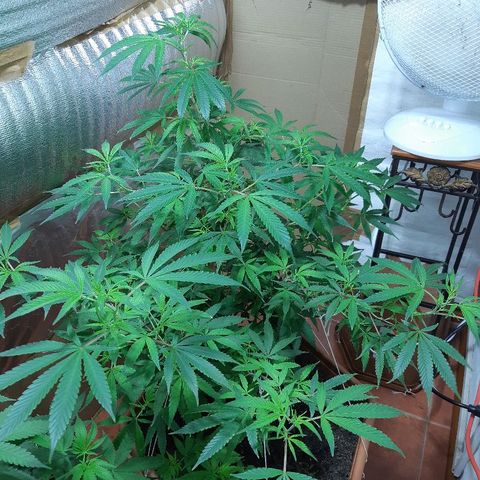 Amnesia growlog photo: 1er dia de flora
