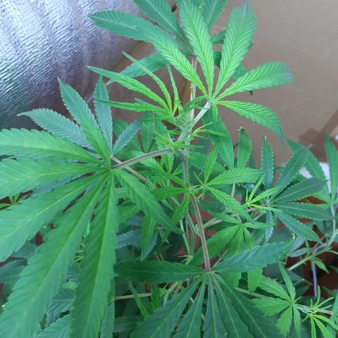 Amnesia growlog photo: Detalle