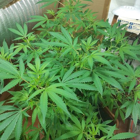 Amnesia growlog timeline photo