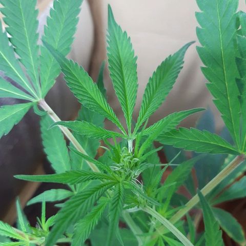 Amnesia growlog timeline photo