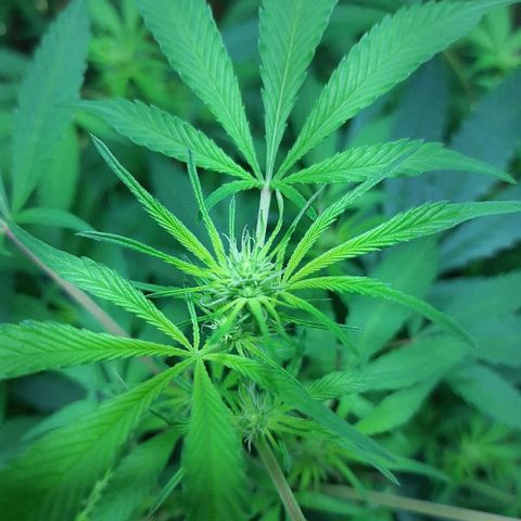 Amnesia growlog timeline photo