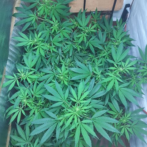 Amnesia growlog timeline photo
