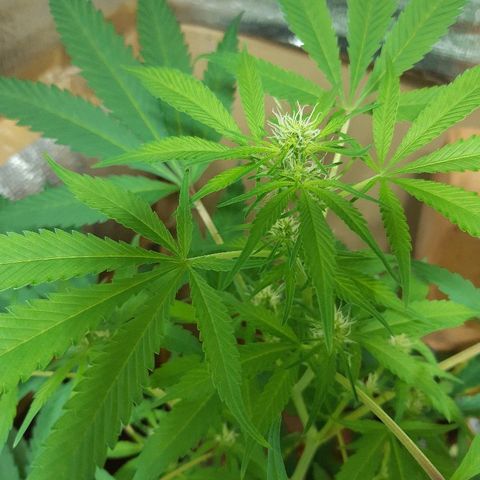 Amnesia growlog timeline photo