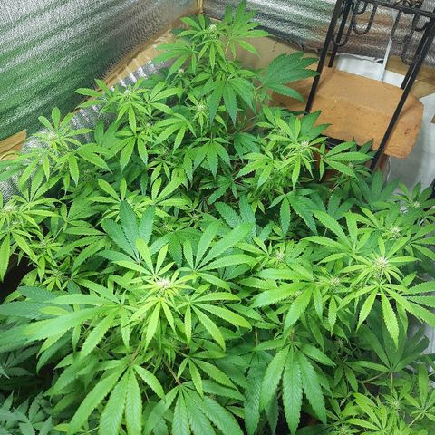 Amnesia growlog timeline photo
